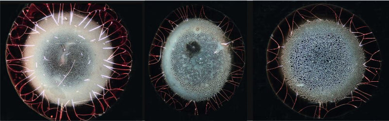 Corona-Blut-Phänomene