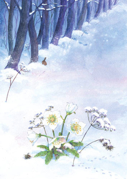 Postkarte Christrose