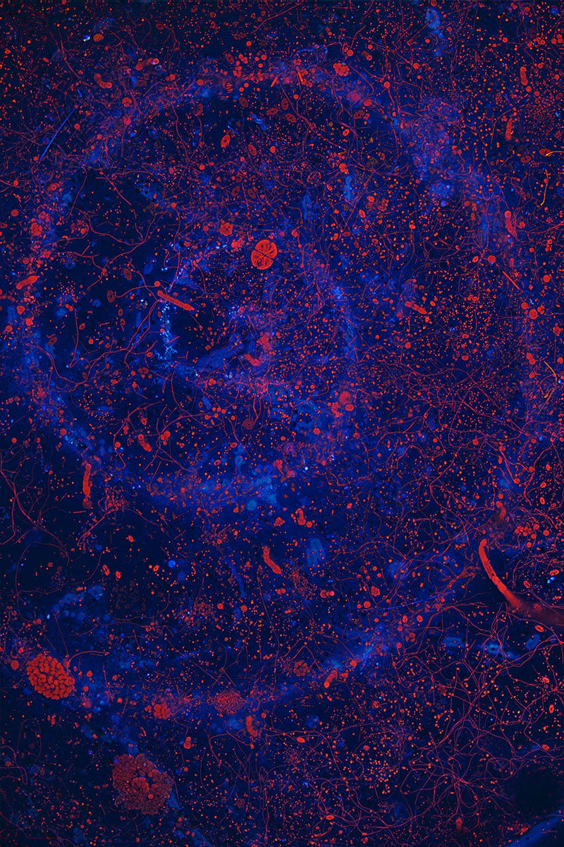 Die Formen der Natur