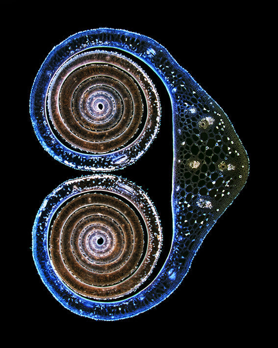 Die Formen der Natur