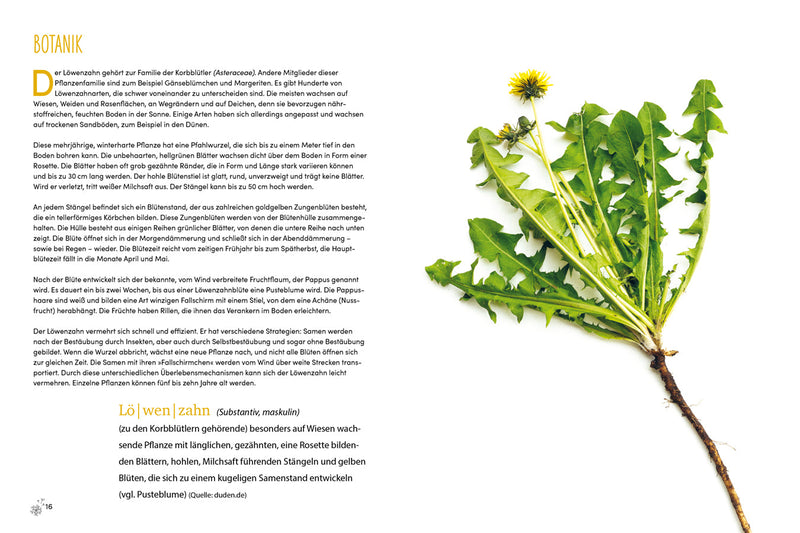 Löwenzahn