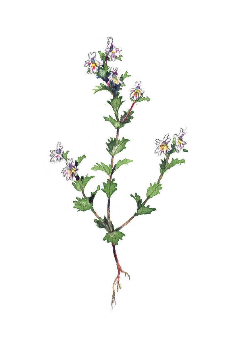 Pepe und Sumselinchen