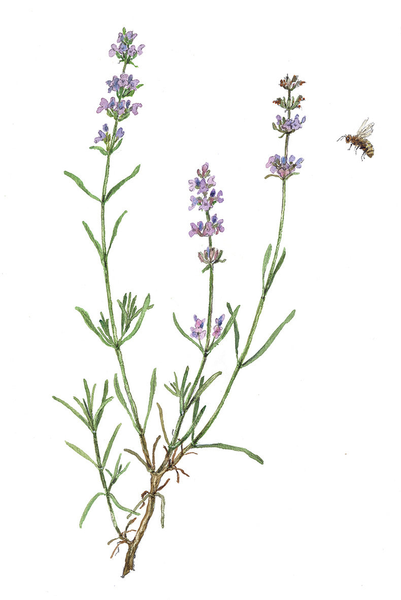 Pepe und Sumselinchen