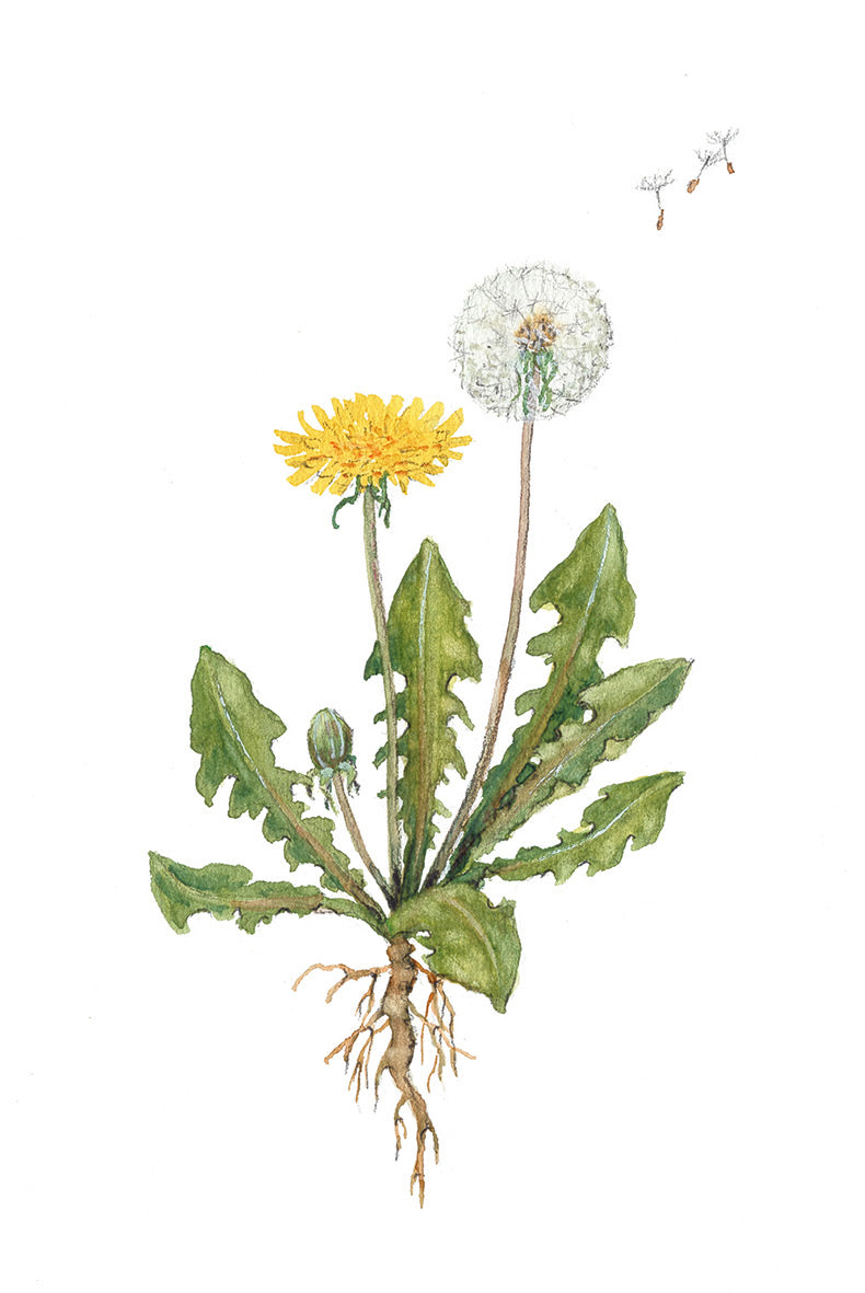 Pepe und Sumselinchen