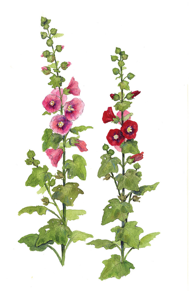 Pepe und Sumselinchen