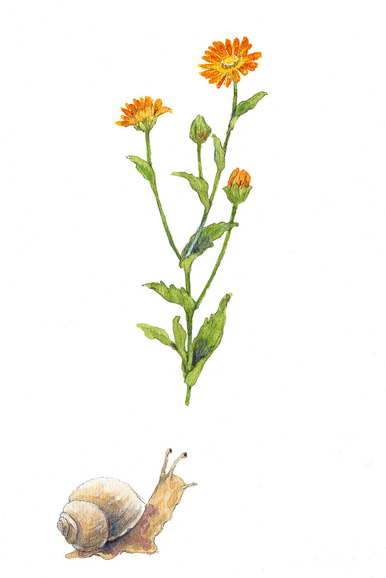 Pepe und Sumselinchen