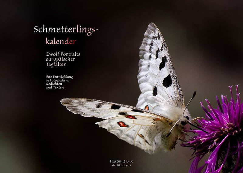 Schmetterlingskalender DIN A4