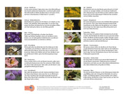 Kalender "Bienen und Blüten"