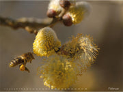 Kalender "Bienen und Blüten"