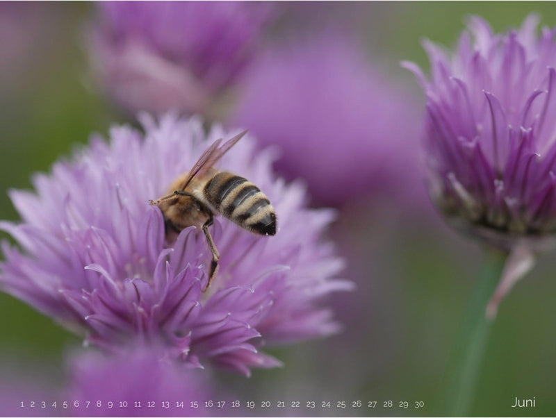 Kalender "Bienen und Blüten"
