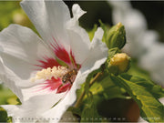 Kalender "Bienen und Blüten"