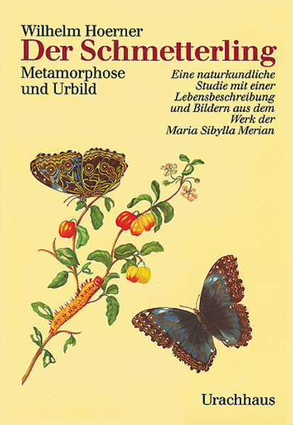 Der Schmetterling