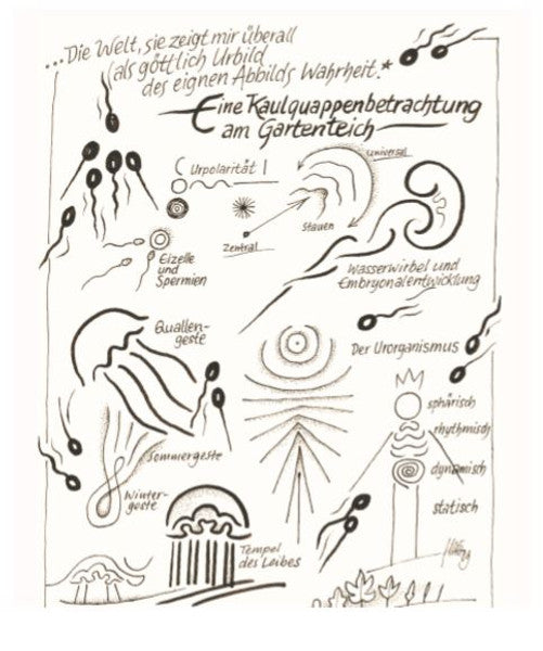 Eine Kaulquappenbetrachtung am Gartenteich