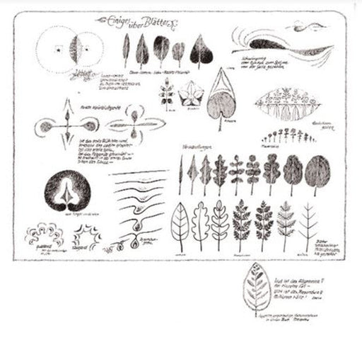 Einiges über die Blätter