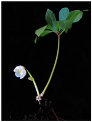 Geheimnis Christrose