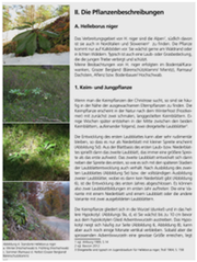 Geheimnis Christrose