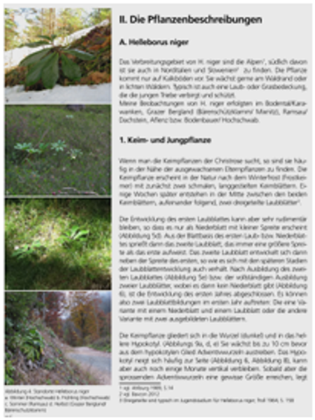 Geheimnis Christrose