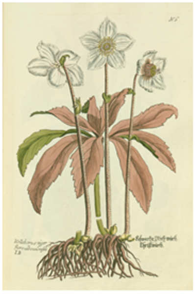 Geheimnis Christrose