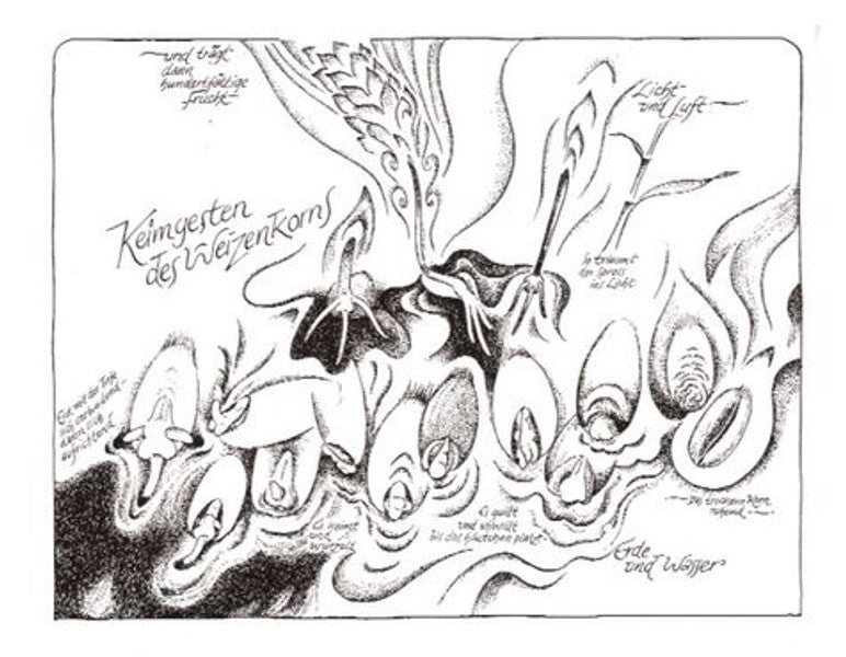 Keimgesten des Weizenkorns