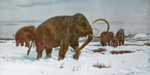 Mammut