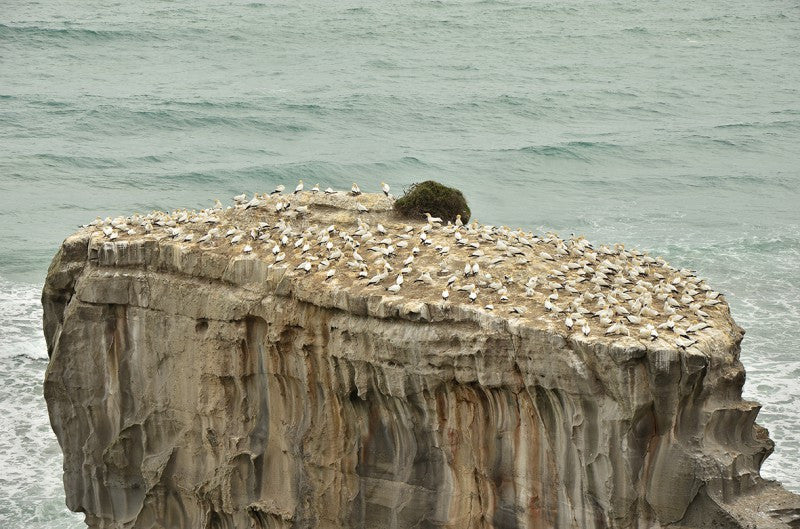 Neuseeland, Papua und Vanuatu