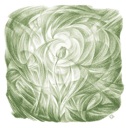 Pflanzenmetamorphose (8 Zeichnungen)