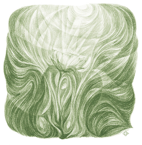 Pflanzenmetamorphose (8 Zeichnungen)