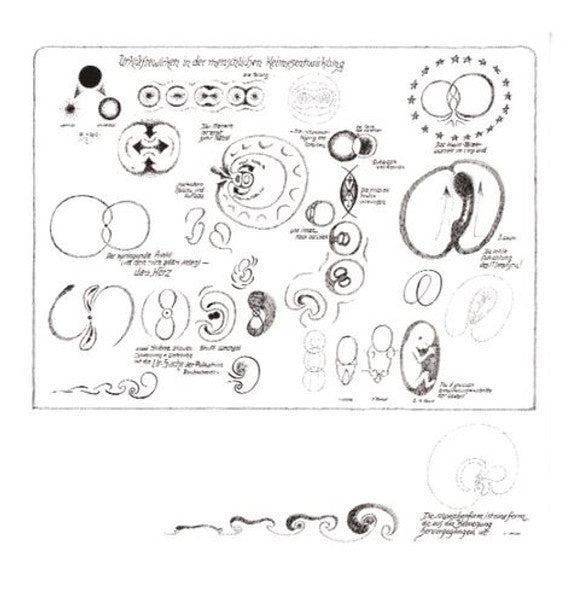 Urkräftewirken in der menschlichen Keimesentwicklung